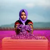 saffron flowers, afghan woman saffron