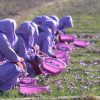 Afghan Women Picking saffron
