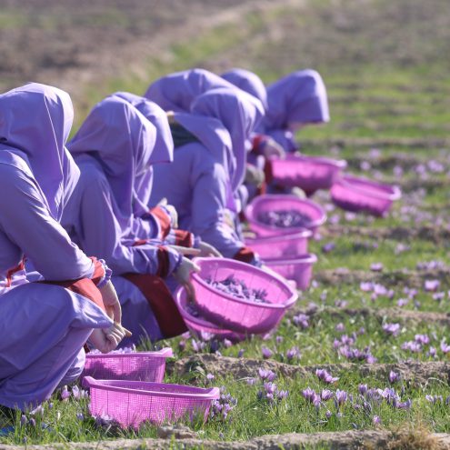 Afghan Women Picking saffron