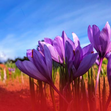 afghanistan saffron industry